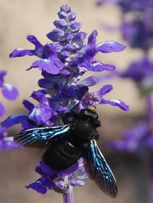 Holzbiene VII.JPG (197.38 KiB) 2947 mal betrachtet blaue Flügel