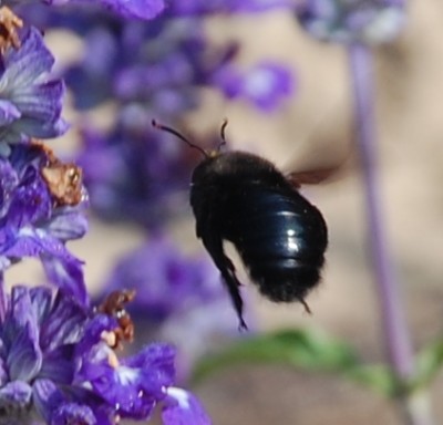 Holzbiene VIII.JPG (119.33 KiB) 2544 mal betrachtet runder Pöppes