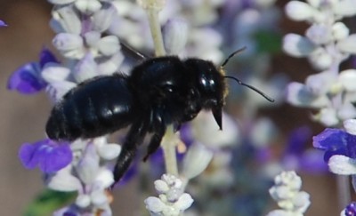 Holzbiene, ganz schön groß.JPG (139.83 KiB) 2547 mal betrachtet Und gleich wird gebohrt....