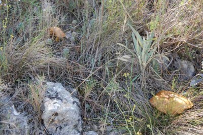 6 Esclatasang - Edelreizker DSC_0613.JPG (171.59 KiB) 1870 mal betrachtet Ein Paradies für Pilzsucher: Überall entdecken wir Esclatasangs - Edelreizker