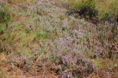 17 Thymianwiese DSC_0636.JPG (161.68 KiB) 1631 mal betrachtet Thymian