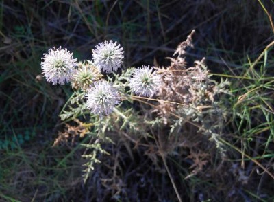 22 Kugeldistel DSC_0672.JPG (84.99 KiB) 1870 mal betrachtet Kugeldistel