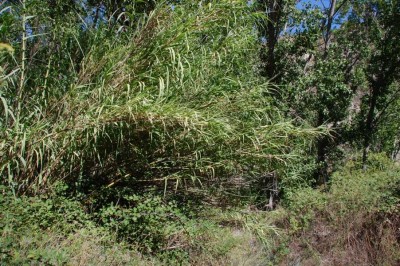 24 Cañas DSC_0678.JPG (199.97 KiB) 1631 mal betrachtet Schilfgras - Caña