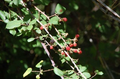 25 Moras DSC_0679.JPG (111.67 KiB) 1870 mal betrachtet Brombeeren - Moras