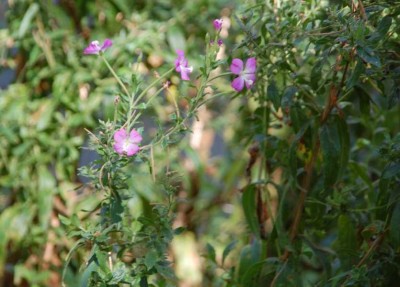 28 Blume DSC_0692.JPG (80.54 KiB) 1631 mal betrachtet - Vegetation fast so wie in Deutschland