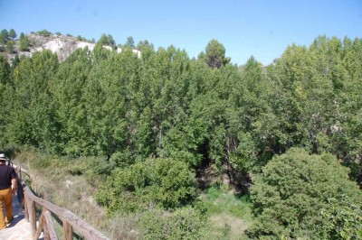 21 Chopos DSC_0670.JPG (159.9 KiB) 1631 mal betrachtet Pappeln - Chopos