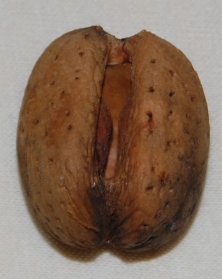 Außergewöhnlich? Ja. Doch worum handelt es sich bei diesem ganz gewöhnlichen Ding?