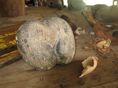 Coco de Mer (das Bild wurde in einem unserer Seychellen-Berichte gezeigt)