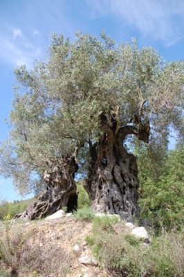 alte Oliven.JPG (105.1 KiB) 5255 mal betrachtet zum Eselgestüt von Alex (in der Nähe von Jalón) hochfährt...