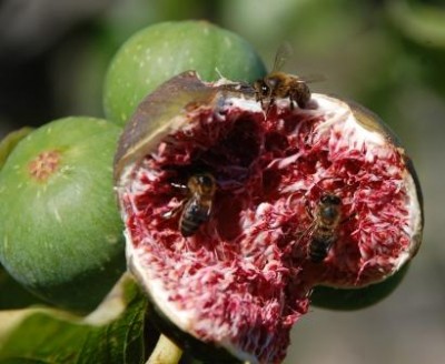 Rätsel 2.JPG (54.11 KiB) 3205 mal betrachtet Herbst ist Erntezeit!