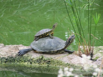Schildkröten 2.jpg
