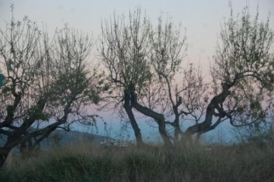 Abendrot und -blau DSC_0842.JPG (61.11 KiB) 2294 mal betrachtet Herbstliche Mandelbäume vor Abendrosé- und -bleu