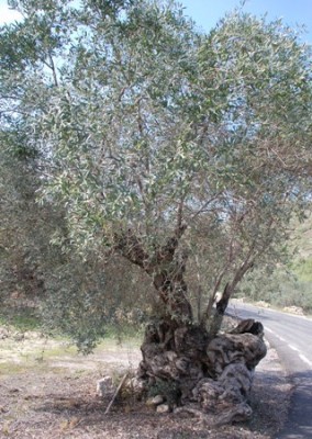 Auf dem Hinweg kamen wir an dieser alten Olive vorbei