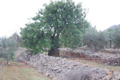Natursteinmauern aus der Maurenzeit