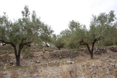 Natursteinmauer - dem Verfall preisgegeben