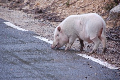Entdeckt am Straßenrand: Albinoschwein???