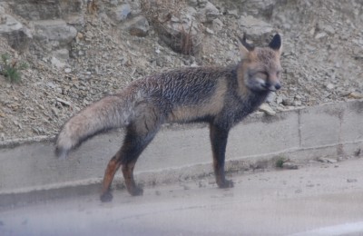 1 friereder Fuchs DSC_0644.JPG (294.91 KiB) 3785 mal betrachtet Der Zorro sah aus, als sei ihm kalt.