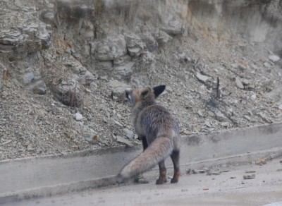 3 Fuchs dreht abDSC_0646.JPG (296.17 KiB) 3785 mal betrachtet drehte dann aber ab und zeigte uns seine Fahne und