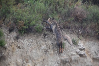 4 Dspringt hoch SC_0647.JPG (291.48 KiB) 3785 mal betrachtet setzte zu einem Sprung hinauf in den Wald an,