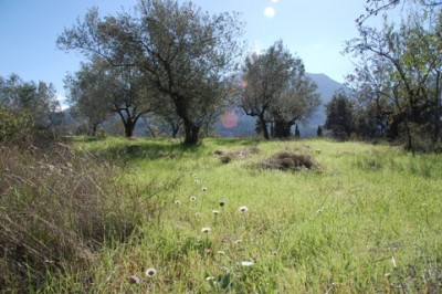 8 an lühenden Olivenhainen.JPG (110.72 KiB) 2073 mal betrachtet blühenden Olivenhainen