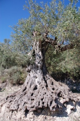 22 uralten Oliven.JPG (115.94 KiB) 2073 mal betrachtet mit alten Olivenbäumen