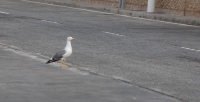 Erst links, dann echts, dann über die Straße gehen DSC_0769.JPG