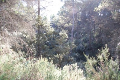23 Urwald im Barranco.JPG (115.95 KiB) 2386 mal betrachtet verläuft man sich schnell. So mussten wir an dieser Stelle am Grunde eines Barrancos wieder umdrehen, der Urwald war undurchdringbar.