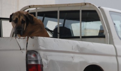 Stoppt qualvolle Tiertransporte.JPG