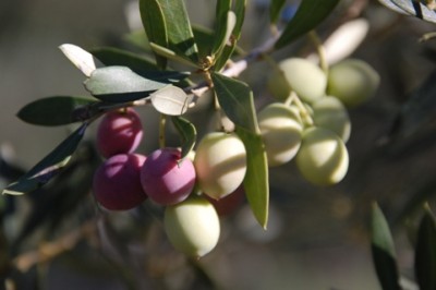 27 und sahen an vielen Bäumen in optimaler Sonnenlage, dass sich die Oliven schon verfärben.JPG (108.6 KiB) 2073 mal betrachtet aber auch über die bunten Oliven an den Bäumen.