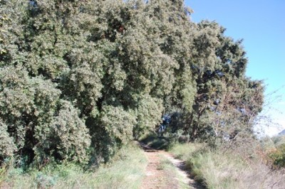 28 Steineichenansammlungen.JPG (111.37 KiB) 2073 mal betrachtet Unter verschiedenen Steineichengruppen fanden wir leckere Pilze für unsere Abendmahlzeit