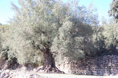29 immer wieder durch Naturstein getrennte Bancale.JPG (119.4 KiB) 2201 mal betrachtet und immer wieder: die durch Natursteinmauern gehaltenen Bancale