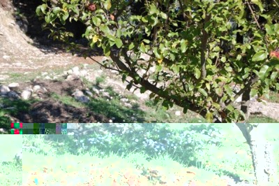 30 Gänseblümchen.JPG (153.69 KiB) 1907 mal betrachtet Gänseblümchen blühten auf grünen Wiesen