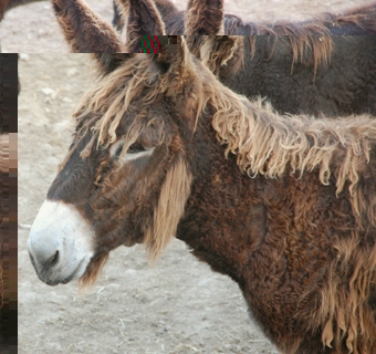 Alex kann uns sicher den Namen von diesem Strubbel verraten!