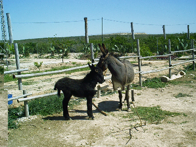 Platera und Pepe.jpeg