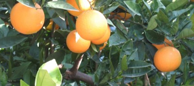 REIFE Orangen.jpg