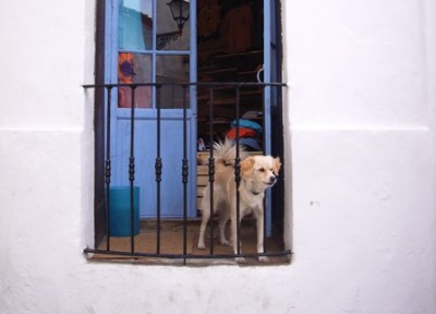 Hund - Balkon 2.jpg