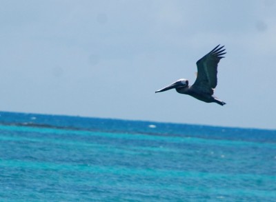 Pelikan über auslaufendem Meer.