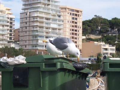 Möwe.JPG (49.49 KiB) 1740 mal betrachtet Doch die beiden hatten was besseres für sich entdeckt...