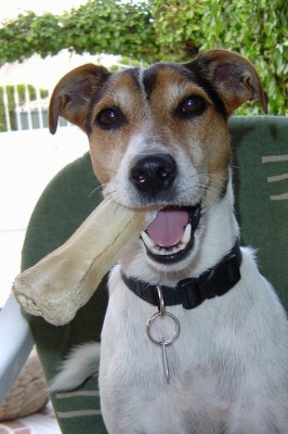 Porträt Hund-Pferd1jpg.jpg