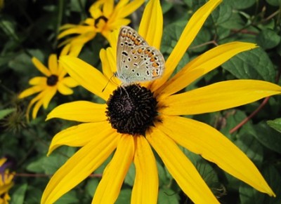 Schmetterling 2.jpg