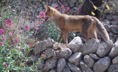 Fuchs 2 DSC_0201.JPG