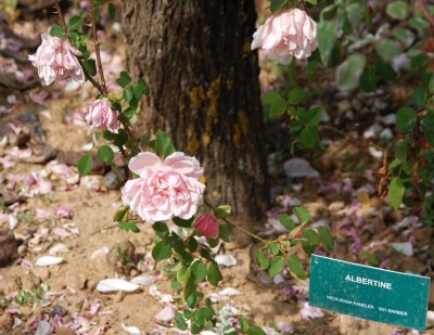 Rambler Albertine