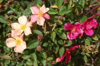 duftende Wildrosen