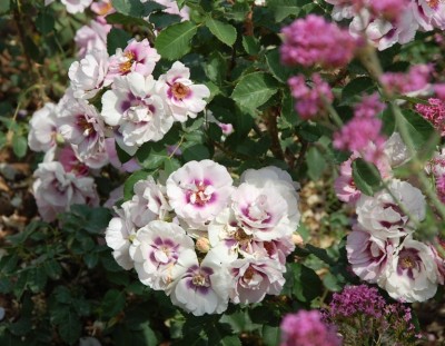 rosa-weißes Farbspiel