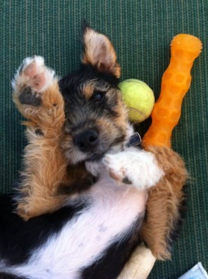 George der erste hund in spanien
