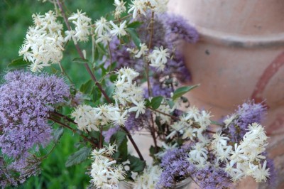 Clematis Flammula.JPG
