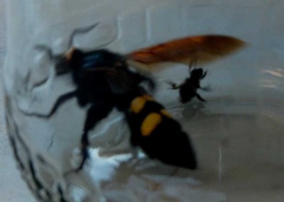 Die Aufnahme ist unscharf, zeigt aber den Größenunterschied zwischen Dolchwespe und Biene