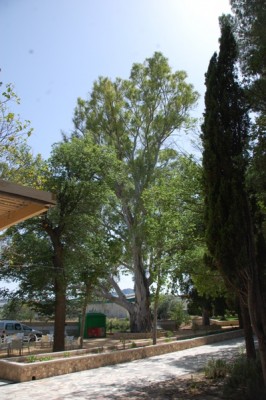 Riesiger Eukalyptusbaum im Parque de la Rana. Der umfang beträgt mindestens drei Klafter <br />(die Spannweite zwischen beiden Händen bei ausgestreckten Armen) = 1,88 bis 2,05 Meter bei ausgestreckten Armen.