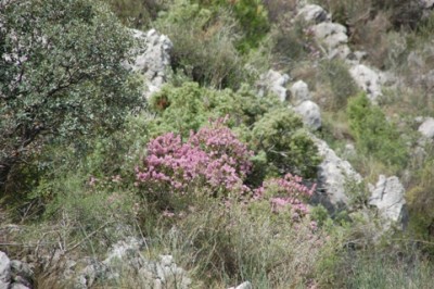 4 immer wieder blühende Heide.JPG (143.79 KiB) 2039 mal betrachtet Zur Zeit blüht die Heide verschwenderisch.