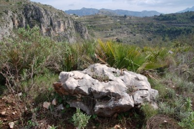 5-Bergpalme.JPG (121.55 KiB) 2039 mal betrachtet Die Bergpalme ist die einzigen einzige in Europa heimische Palme.
